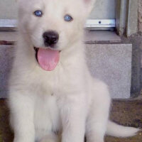 Sibirya Kurdu (Husky), Köpek  Charlie fotoğrafı