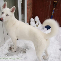 Sibirya Kurdu (Husky), Köpek  Charlie fotoğrafı