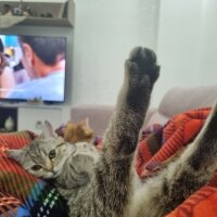 British Shorthair, Kedi  Reçel fotoğrafı