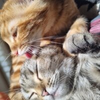 British Shorthair, Kedi  Reçel fotoğrafı