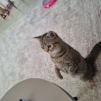 British Shorthair, Kedi  Reçel fotoğrafı