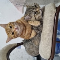 Sarman, Kedi  Balım fotoğrafı