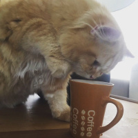 Scottish Fold, Kedi  Mr.Sherlock fotoğrafı