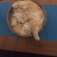 Scottish Fold, Kedi  Mr.Sherlock fotoğrafı