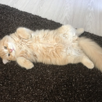 Scottish Fold, Kedi  Mr.Sherlock fotoğrafı