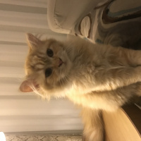 Scottish Fold, Kedi  Mr.Sherlock fotoğrafı