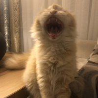 Scottish Fold, Kedi  Mr.Sherlock fotoğrafı