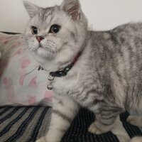 Scottish Fold, Kedi  Reis fotoğrafı