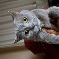 British Shorthair, Kedi  inci fotoğrafı
