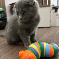 British Shorthair, Kedi  Venüs fotoğrafı