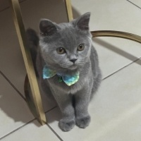 British Shorthair, Kedi  Yıldız fotoğrafı