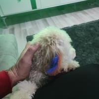 Poodle (Minyatür Kaniş), Köpek  Tarçın fotoğrafı