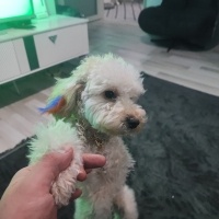 Poodle (Minyatür Kaniş), Köpek  Tarçın fotoğrafı