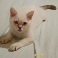 British Shorthair, Kedi  Rıfkı fotoğrafı