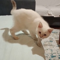 British Shorthair, Kedi  Rıfkı fotoğrafı