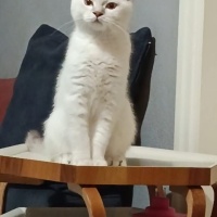 British Shorthair, Kedi  Rıfkı fotoğrafı