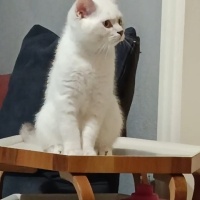 British Shorthair, Kedi  Rıfkı fotoğrafı