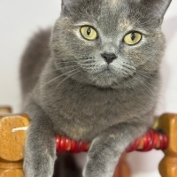British Shorthair, Kedi  Gölge fotoğrafı