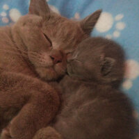 British Shorthair, Kedi  Peri fotoğrafı