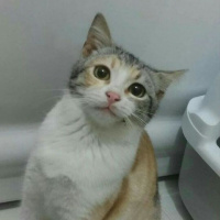 Abyssinian, Kedi  İrma fotoğrafı