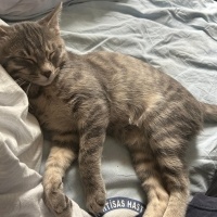 Tekir Kedi, Kedi  Minik fotoğrafı