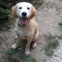 Golden Retriever, Köpek  Ares fotoğrafı