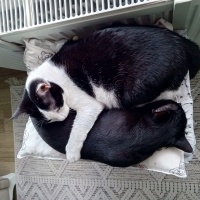 Tuxedo (Smokin) Kedi, Kedi  KARAMUT fotoğrafı