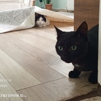 Tuxedo (Smokin) Kedi, Kedi  KARAMUT fotoğrafı