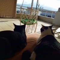 Tuxedo (Smokin) Kedi, Kedi  KARAMUT fotoğrafı