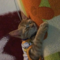 Tekir Kedi, Kedi  Eros fotoğrafı