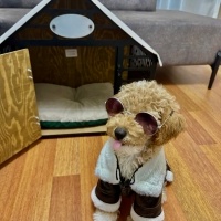 Poodle(Standart Kaniş), Köpek  Charlie fotoğrafı