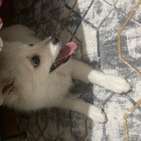 Pomeranyalı, Köpek  Prenses fotoğrafı