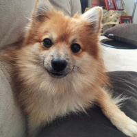 Pomeranyalı, Köpek  Fox fotoğrafı