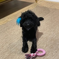 Poodle (Minyatür Kaniş), Köpek  Gece fotoğrafı