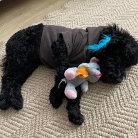 Poodle (Minyatür Kaniş), Köpek  Gece fotoğrafı