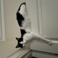 Tuxedo (Smokin) Kedi, Kedi  Cindy fotoğrafı
