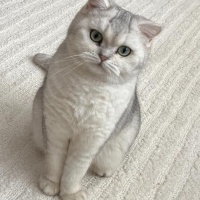 British Shorthair, Kedi  Matilda fotoğrafı