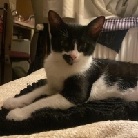 Tuxedo (Smokin) Kedi, Kedi  Kızım fotoğrafı