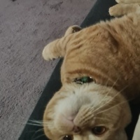 Scottish Fold, Kedi  Tarçın fotoğrafı