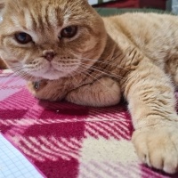 Scottish Fold, Kedi  Tarçın fotoğrafı