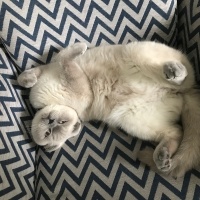 Scottish Fold, Kedi  BAB fotoğrafı