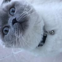 Scottish Fold, Kedi  BAB fotoğrafı