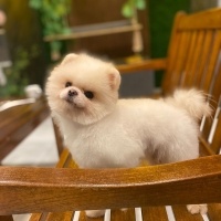 Pomeranyalı, Köpek  Bobi fotoğrafı