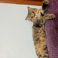 British Shorthair, Kedi  Fıstık fotoğrafı