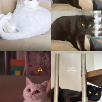 British Shorthair, Kedi  Lina-diablo fotoğrafı