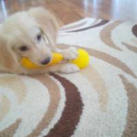 Golden Retriever, Köpek  Miss Bella fotoğrafı