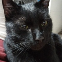 Tekir Kedi, Kedi  Pak fotoğrafı
