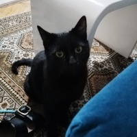 Tekir Kedi, Kedi  Pak fotoğrafı