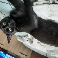 Bombay, Kedi  Nazlı fotoğrafı