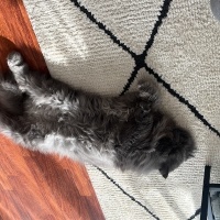 İran Kedisi (Persian), Kedi  Turşu fotoğrafı